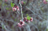 California redbud