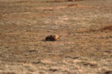 Prairie dog