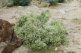 Burrobrush