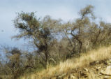 Coastal sage scrub oak