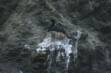 Pelagic cormorant