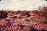 Desert sand verbena and Creosote bush