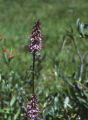 Elephanthead lousewort