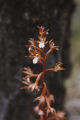 Coralroot