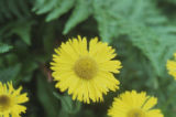 Coastal sneezeweed