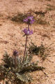 Thistle Sage