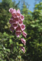 Purple foxglove