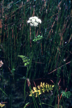 Water parsely flower