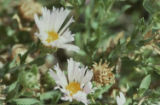 Orcutt's aster