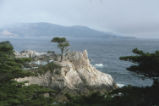 Lone Cypress