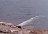 Bernard Field Station lake