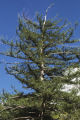 Bigcone Douglas-fir