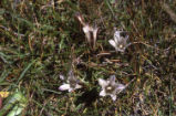 Alpine gentian