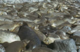 Northern elephant seal