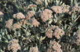 San Clemente Island buckwheat