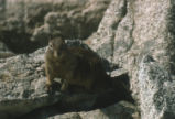 California ground squirrel