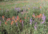 giant red Indian paintbrush