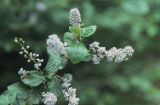 Hairy ceanothus