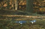 Blue jays and cardinal