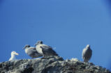 Western gulls