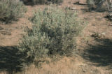 Big sagebrush