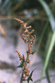 Spear saltbush