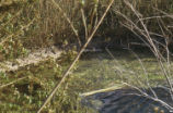 Beaver pond