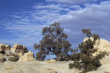 Singleleaf pinyon