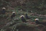 Tufted puffins