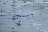 Sanderlings