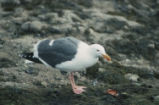 Western gull eating a mussel