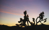 Joshua tree