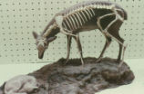 Hypisodus