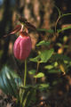 Moccasin flower
