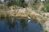 Snowy egret