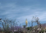 Chaparral yucca and largeflower phacelia