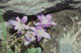 Brodiaea