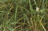 Lyngbye's sedge