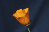 California poppy