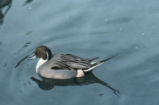 Northern pintail