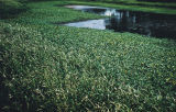 Common water hyacinth