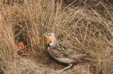 Western meadowlark