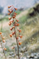 Scarlet larkspur