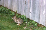 Cottontail rabbit