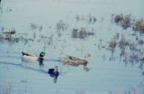 Mallard pair and American black ducks