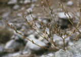 Arroyo willow