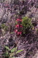 Hummingbird sage