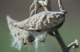 California milkweed