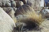 Tussock grass