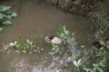 North American bullfrog